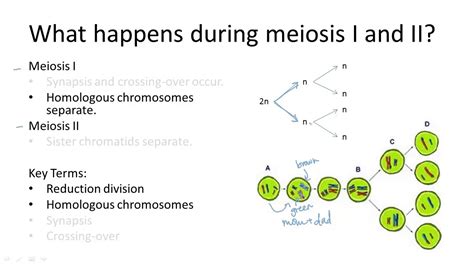 difference between meiosis 1 and meiosis 2|Meiosis I vs Meiosis II .